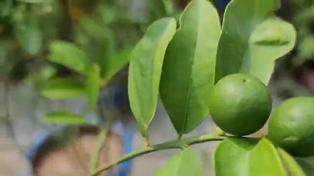 lemon plant image